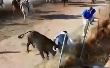 حمله مرگبار گاو خشمگین به یک تماشاچی! +فیلم 
