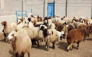 احشام مسروقه با تلاش ماموران پلیس در سراب نیلوفر کرمانشاه کشف شد