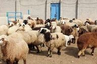 احشام مسروقه با تلاش ماموران پلیس در سراب نیلوفر کرمانشاه کشف شد