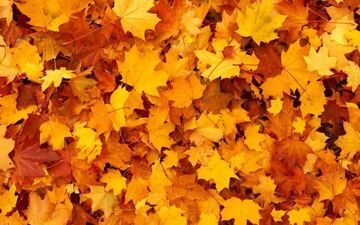 اگر فکر میکنی بینایی خوبی داری، ببینم می تونی در 7 ثانیه شبدر رو پیدا کنی یا نه؟