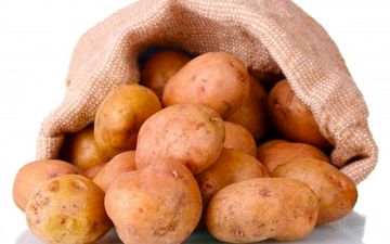 این سیب زمینی‌ها باعث مرگ می‌شوند!/ چه مقدار سیب زمینی سمی کشنده است؟