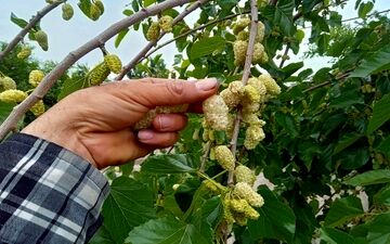 هشدار به شهروندان؛ مصرف توت درختان خیابانی ممنوع
