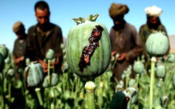 برای ترک اعتیاد به تریاک چه بخوریم؟