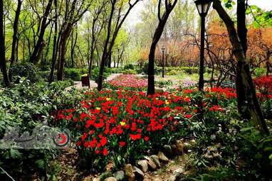  باغ ایرانی  بوستان  لاله های رنگین 