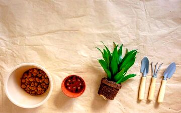 گلدان دراسنا رو چه زمان و چجوری عوض میکنن؟