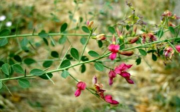 آشنایی با خواص دارویی ترنجبین
