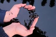 صادرات گازوئیل آسیا به آفریقا به بالاترین سطح در ۵ سال اخیر رسید