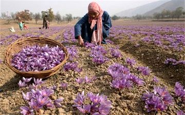  رشد ۹۶ و ۹۳ درصدی حجم و ارزش معاملات آتی زعفران در بورس کالا 
