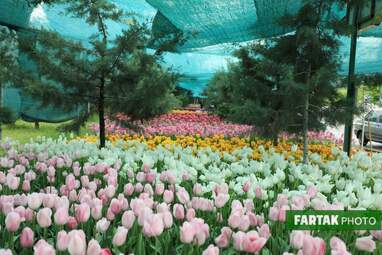 گزارش تصویری از پیاده راه لاله برای مادران 