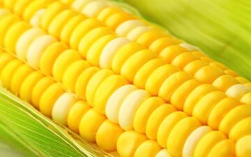 تبدیل ذرت‌های آلوده به الکل؛ممکن است؟