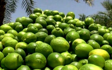 صادرات لیموشیرین، لیموترش و کش قیطانی تولید ماسک ممنوع شد