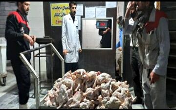  خارج شدن 360 کیلوگرم مرغ فاسد از چرخه مصرف در استان کرمانشاه
