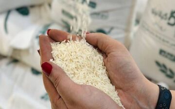 قیمت برنج ایرانی آبان ۱۴۰۳ / برنج هاشمی شمال کیلویی چند؟ 
