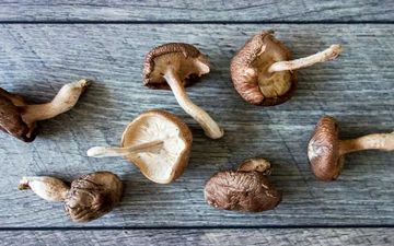 آشنایی با خواص این قارچ اعجاب انگیز برای بدن