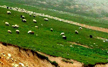 تعداد دام سبک کشور در تیرماه ۹۸ به ۶۳ میلیون راس رسید