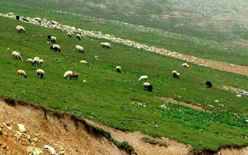 تعداد دام سبک کشور در تیرماه ۹۸ به ۶۳ میلیون راس رسید
