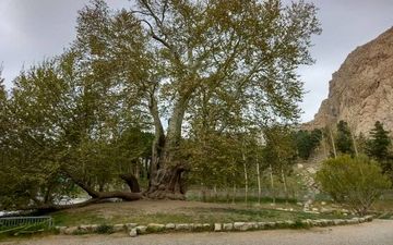 درخت "رحمت" تاق بستان مرمت می‌شود

 