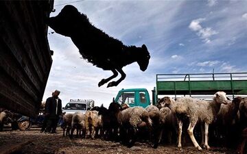  مقابله با قاچاق دام عشایر به کمک کارت هوشمند از ابتدای شهریور