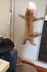 i-am-a-photographer-tiktok-trend-funny-6532386a27916700-654480a1ac3634182f489879