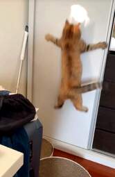 i-am-a-photographer-tiktok-trend-funny-6532386a27916700-654480a1ac3634182f489879