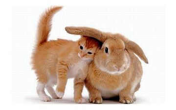 بیماری هایی که حیوانات خانگی با خود به ارمغان می آورند!