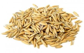رژیم جو دوسر برای شما که اضافه وزن دارید 