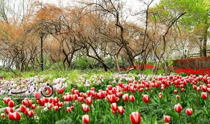  باغ ایرانی  بوستان  لاله های رنگین 
