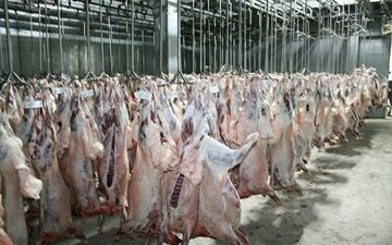 تأکید بر ساخت کشتارگاه های منطقه ای صنعتی و استاندارد در کرمان