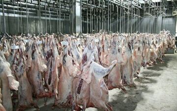 تأکید بر ساخت کشتارگاه های منطقه ای صنعتی و استاندارد در کرمان