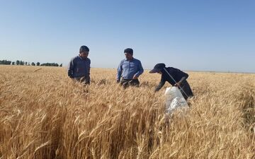 جایزه ۲۰ هزار تومانی گندم؛ پاسخ به مطالبات معوق کشاورزان