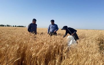 جایزه ۲۰ هزار تومانی گندم؛ پاسخ به مطالبات معوق کشاورزان