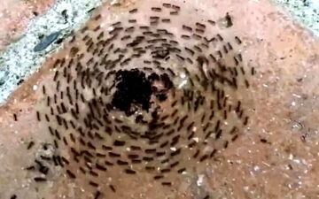 خودکشی دسته جمعی مورچه‌ها به شکلی عجیب+عکس

