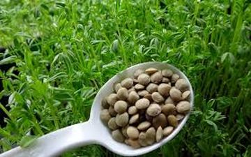 ۷ خوراکی شادی‌آور را بشناسیم