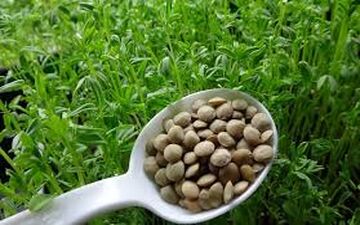 ۷ خوراکی شادی‌آور را بشناسیم