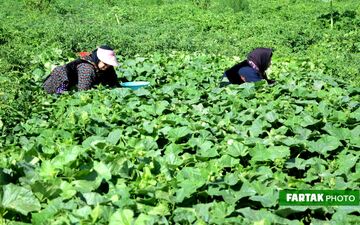 تلاش صیفی‌کاران شهر گهواره استان کرمانشاه برای چیدن محصولات تولیدی  