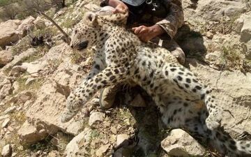 فیلمی فوق العاده دیدنی درگیری پلنگ و جوجه تیغی! 