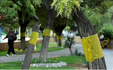 مگس‌های سفید، مهمان‌های ناخوانده پایتخت‌نشینان/ چگونه در برابر عسلک‌ها سلامت بمانیم؟