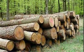 کشف 20 تن چوب قاچاق در اسلام آباد غرب 