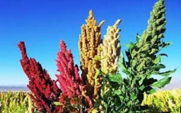 گیاه کینوا جایگزین برنج در استان مرکزی + فیلم