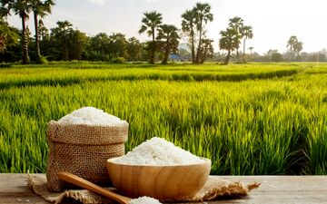 قیمت خرید توافقی برنج ندا و شیرودی اعلام شد 