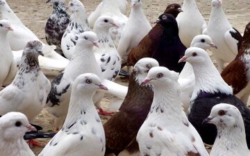 تعبیر خواب کبوتر را این جا بخوان/ جالب است حتما مطالعه کن