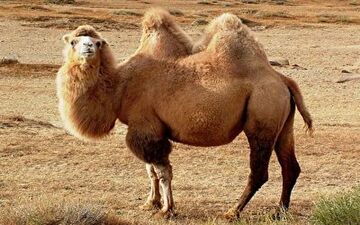 مسابقه انتخاب ملکه زیبایی شتر‌ها در چین + فیلم 
