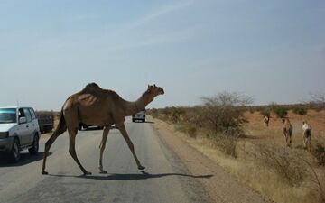  تصادف خودرو با گله شتر 4 مصدوم برجا گذاشت