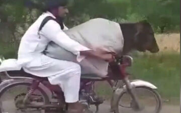 قاچاق گاو از هند به پاکستان با موتورسیکلت! + فیلم