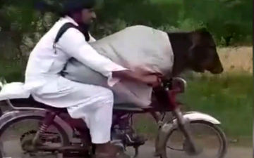 قاچاق گاو از هند به پاکستان با موتورسیکلت! + فیلم