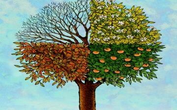 اخلاط چهارگانه را پاکسازی کنید