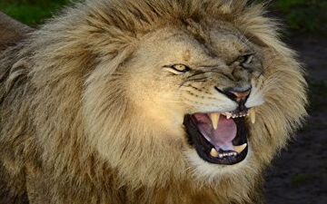 حمله وحشتناک شیر نر به مربی‌اش در سیرک + فیلم 