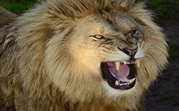 حمله وحشتناک شیر نر به مربی‌اش در سیرک + فیلم 