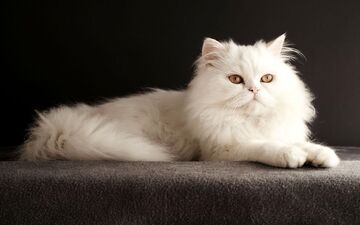 زیباترین گربه جهان انتخاب شد! (+عکس‌های خیره‌کننده)