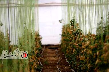 خسارت وارده به زراعت استاد اصفهان 